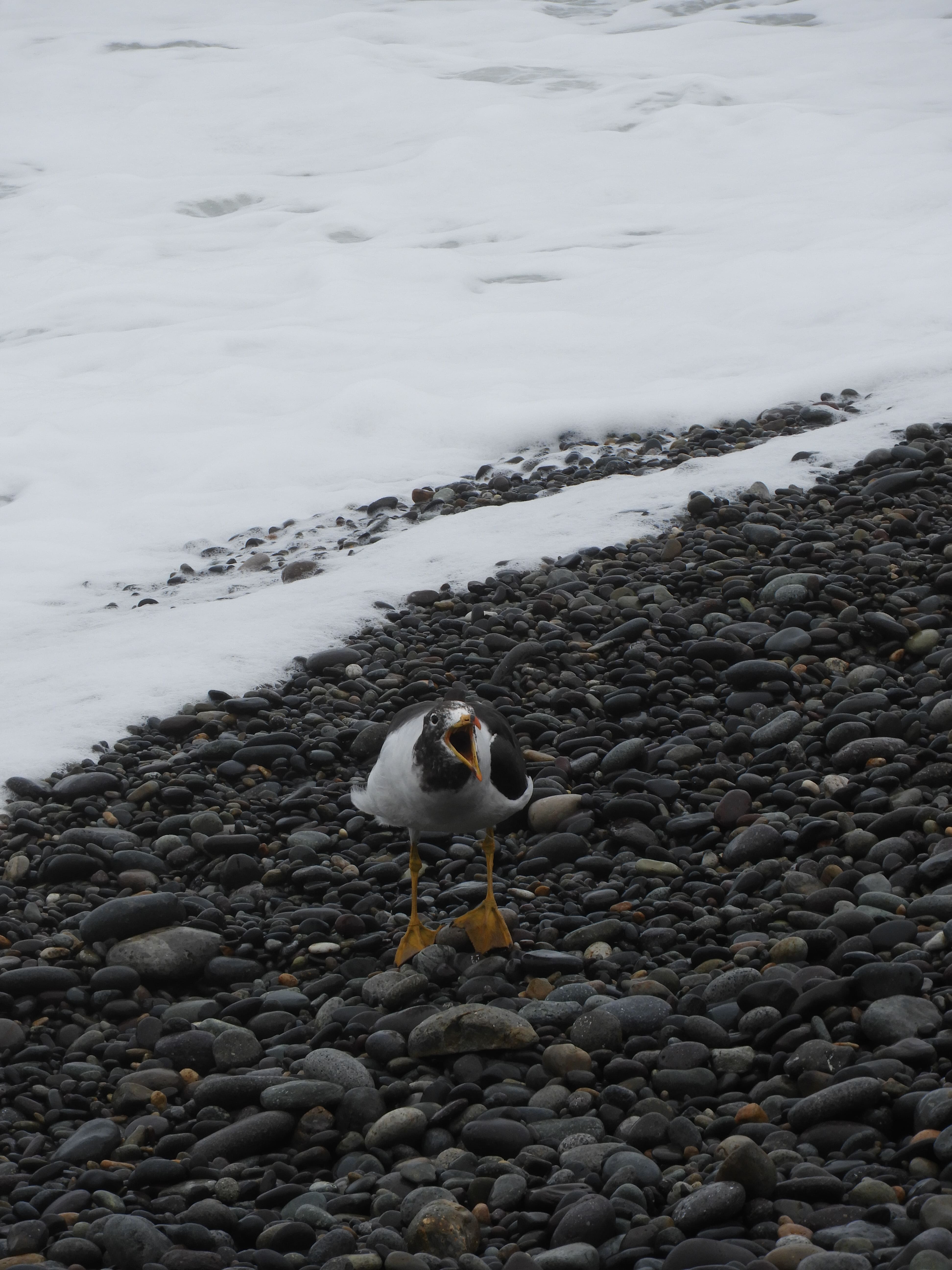 Steven Seagull empolgado para a próxima conferência.